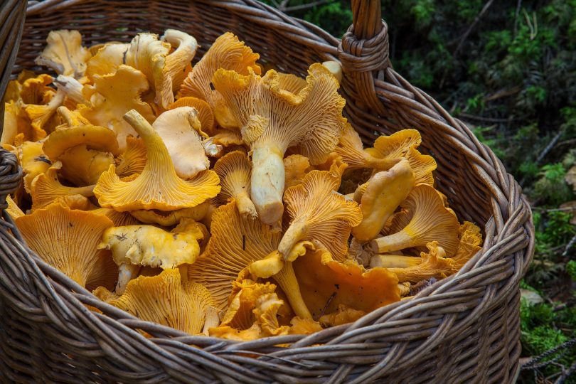 La cueillette des champignons à Madrid ShMadrid